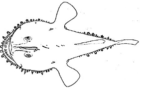 Lophius budegassa_clasves.jpg